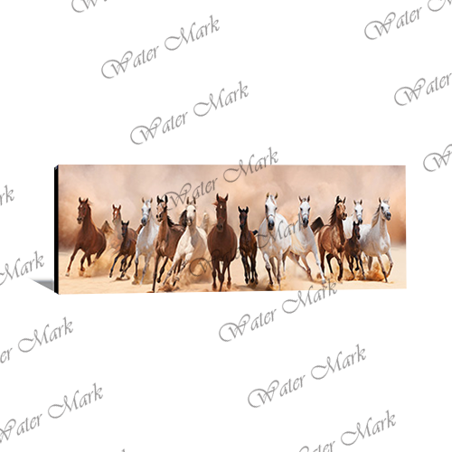 Animal Horse Panorama-101