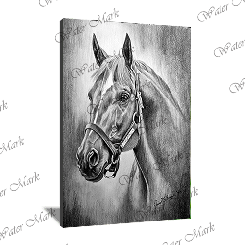 Animals Horse Portrait-102